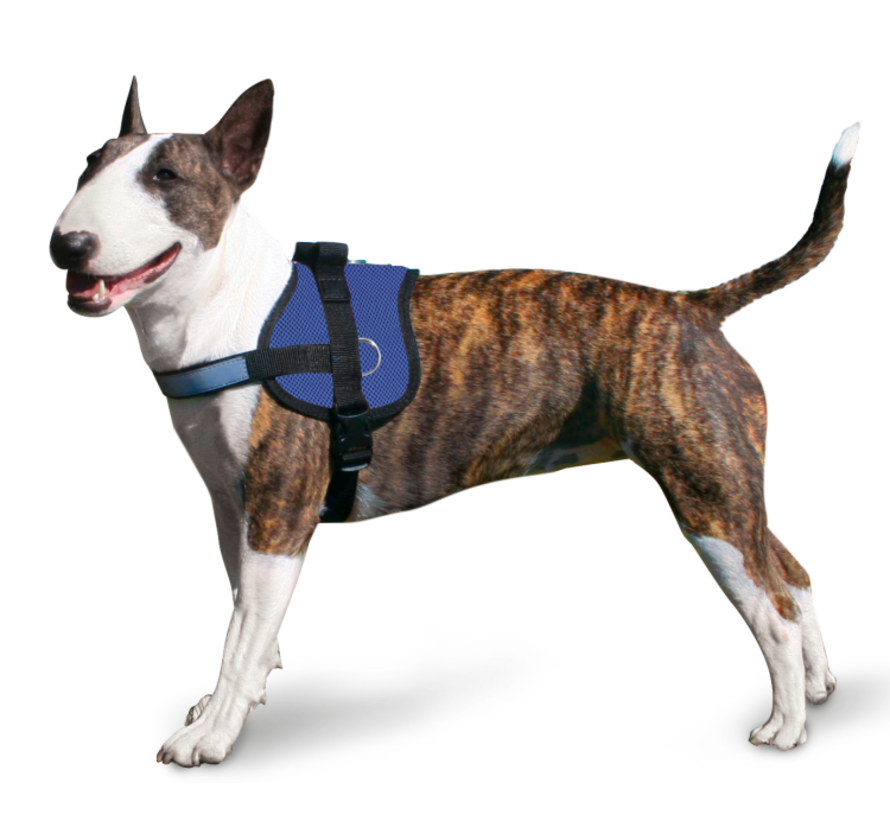 Cooling Harness Pacific Blue