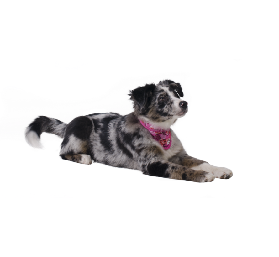 Koelbandana Hond Roses