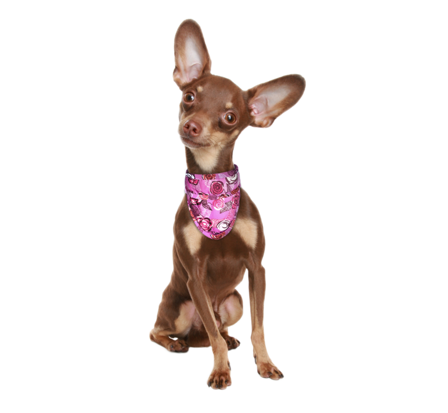 Koel Bandana Hond Roses