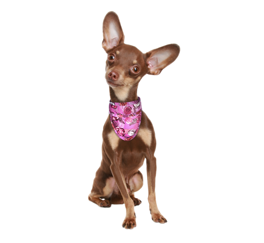 Koelbandana Hond Roses
