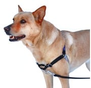 Petsafe Anti-Pull Dog Harness Easy Walk ® Black