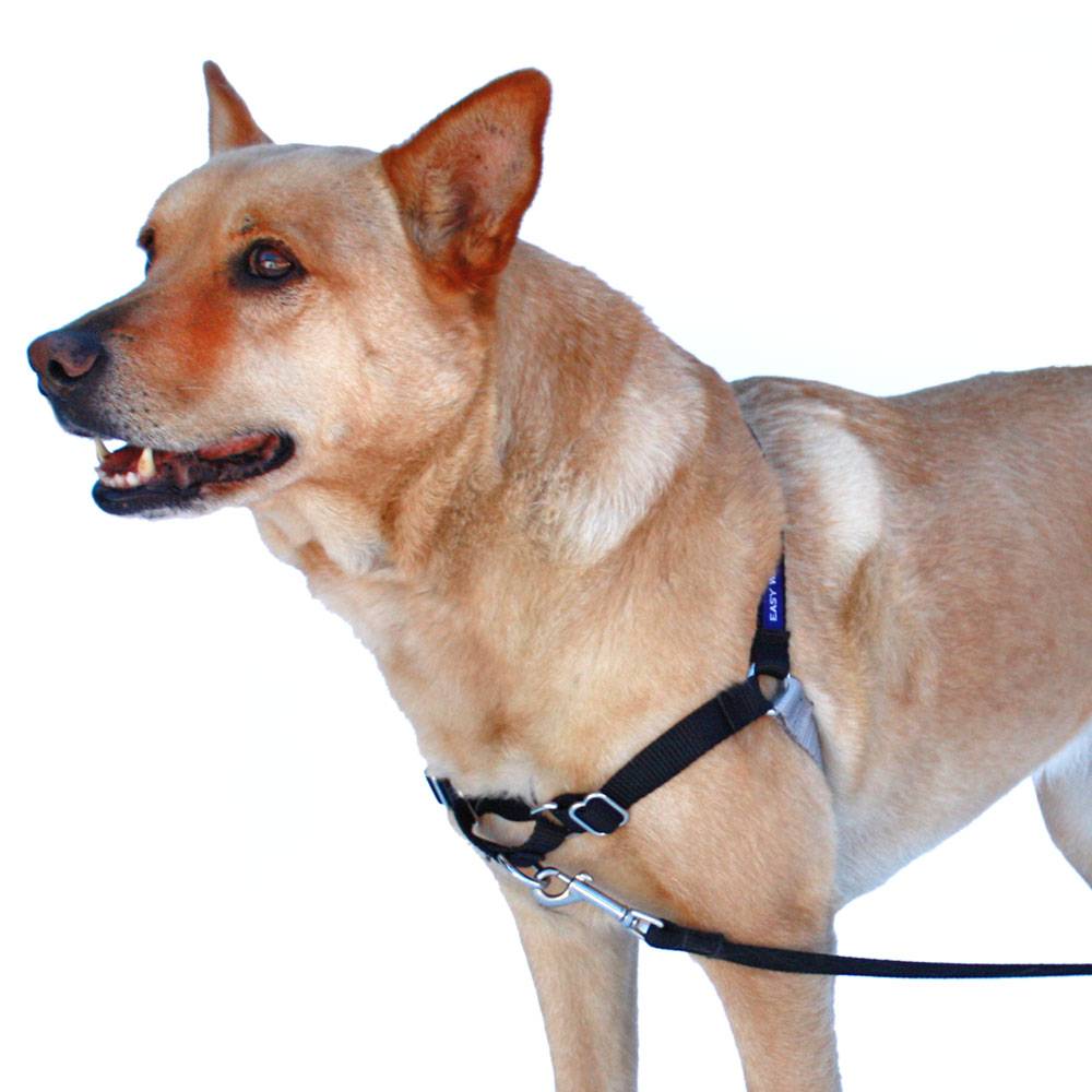 Petsafe Easy Walk Dog Harness Size Chart