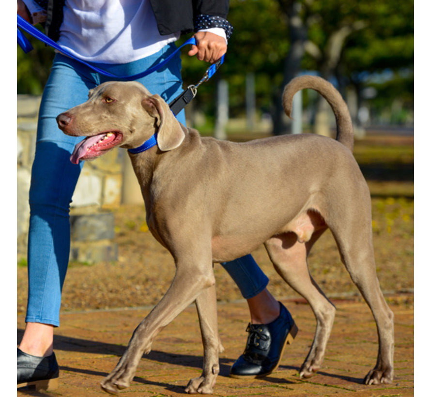 Dog Collar Utility Control Blue