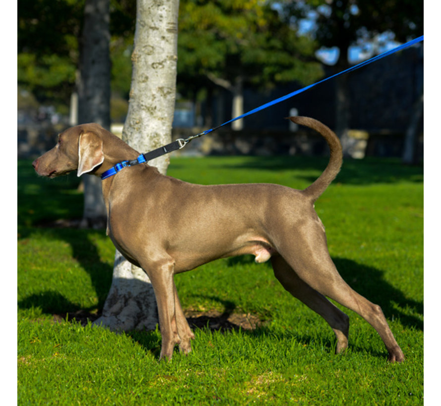 Dog Collar Utility Control Blue