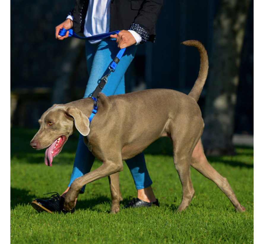 Dog Collar Utility Control Blue