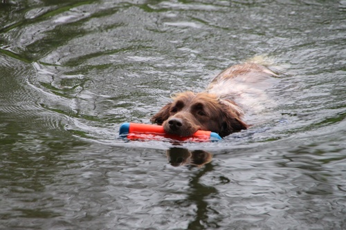 Afbeelding Hondenspeelgoed Amphibious Bumper door Petsonline