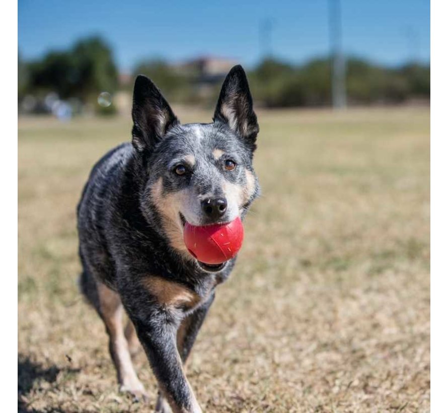 Dog Toy Ball