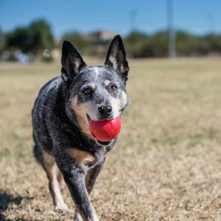 Afbeelding KO BALL ROOD SMALL 00001 door Petsonline