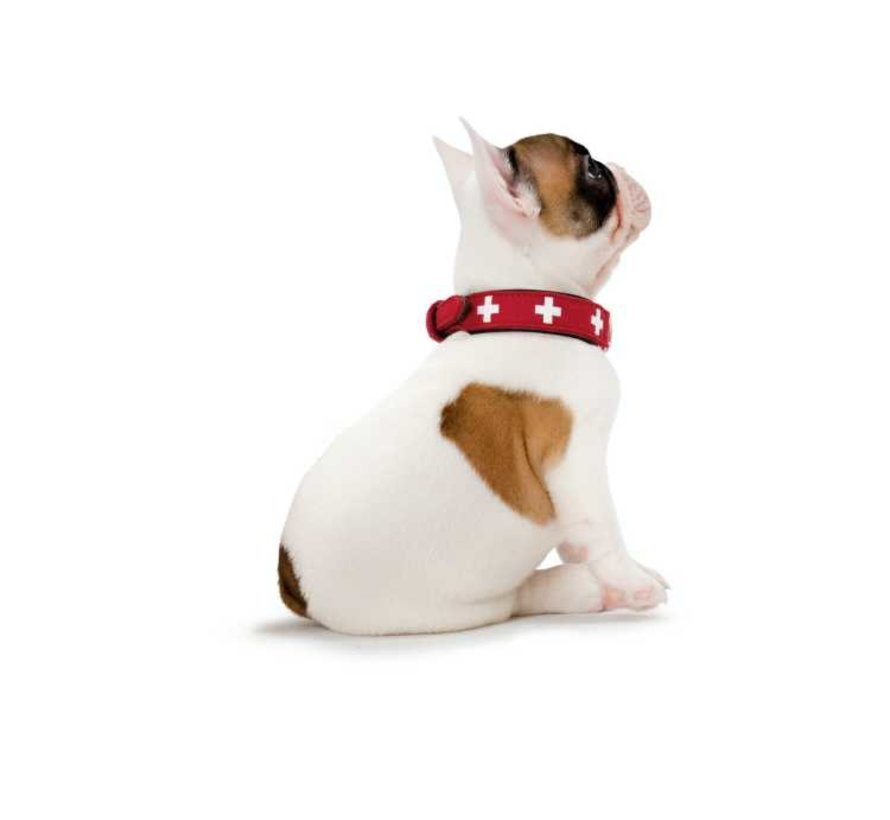 Swiss Red Dog Collar