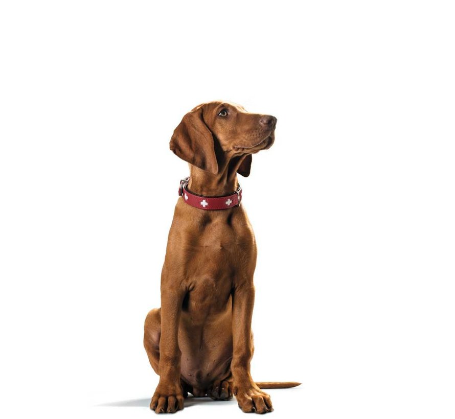 Swiss Red Dog Collar