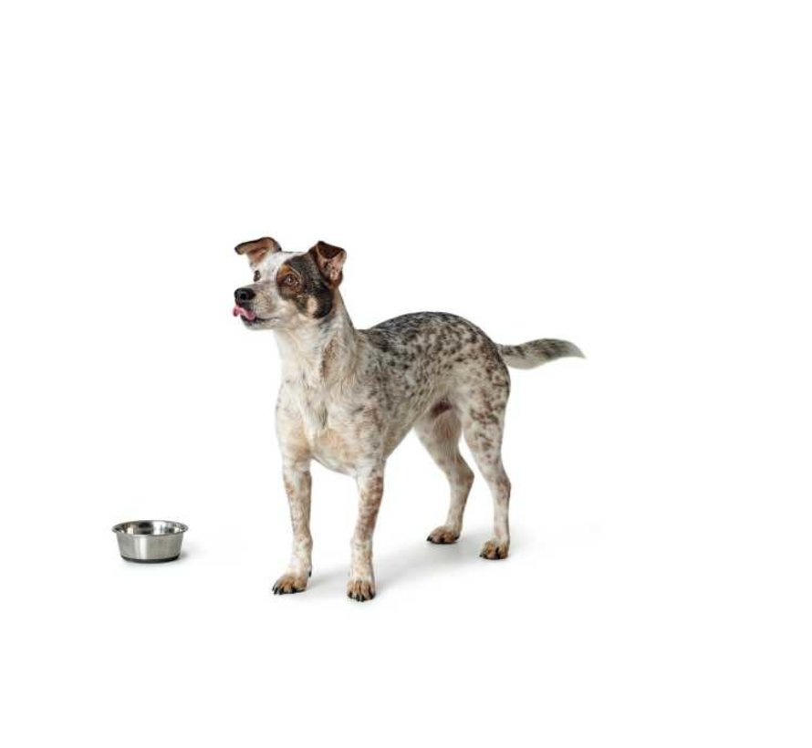 Stainless Steel Drinking Bowl or Feeding Bowl