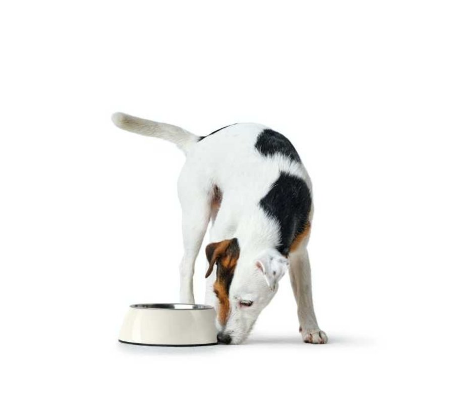 Dog Bowl Melamine White