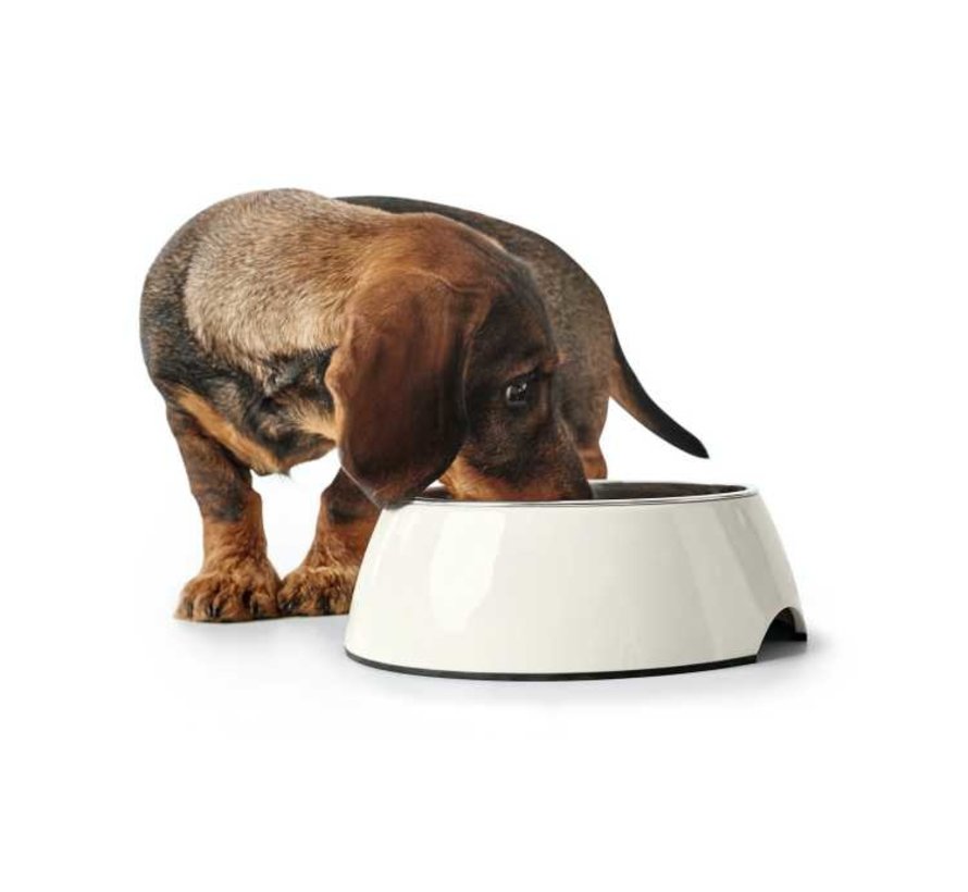 Drinkbak / Voerbak Melamine Wit