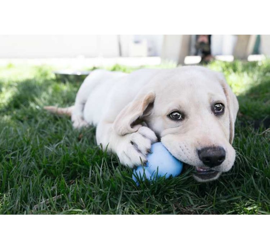 Dog Toy Classic Puppy