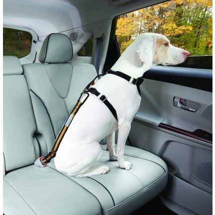 Dog seat belt