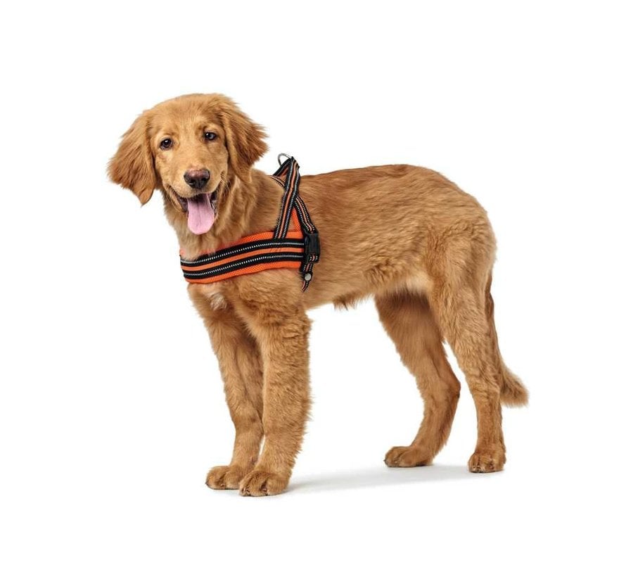 Dog harness Meldal Orange