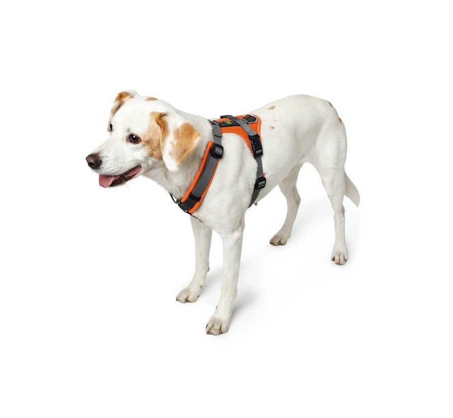 Dog Harness Maldon Orange