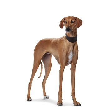 Hunter Greyhound Collar Super Soft Dark Black