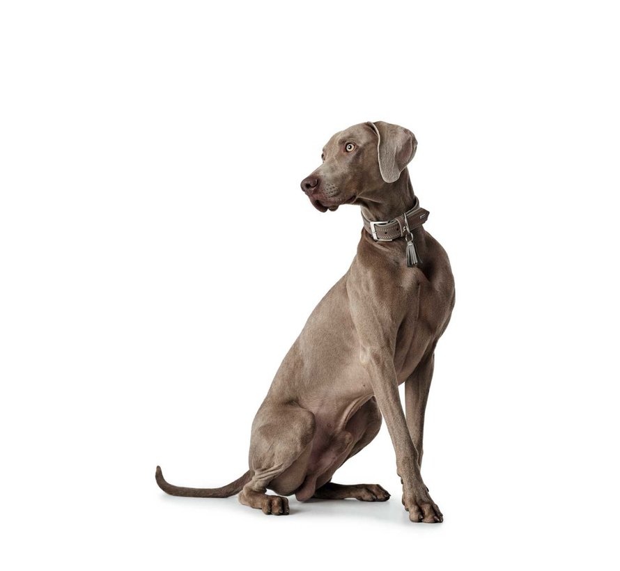 Dog Collar Lucca Walnut