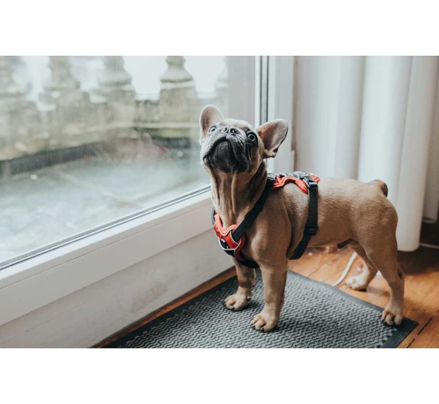 Dog Harness Divo Red