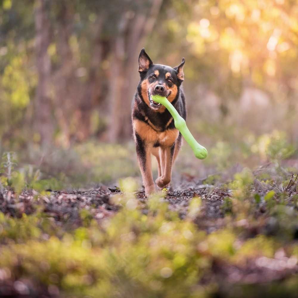 Afbeelding Hondenspeelgoed Echo Zwig Groen door Petsonline