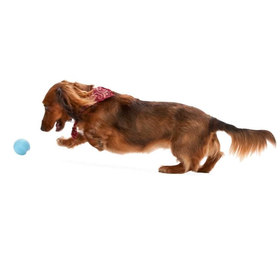 Dog Toy Zogoflex Jive Aqua