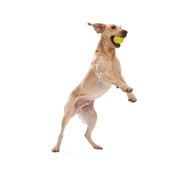 West Paw Hondenspeelgoed Zogoflex Jive Lime