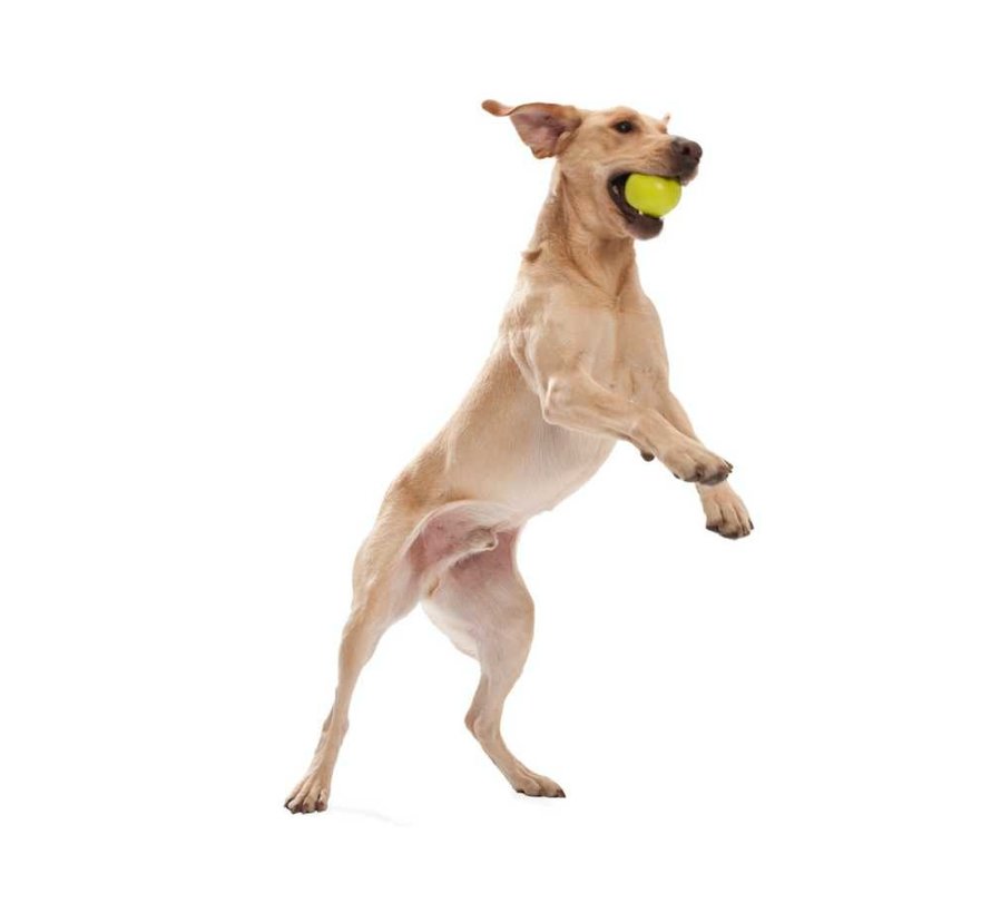Dog Toy Zogoflex Jive Lime