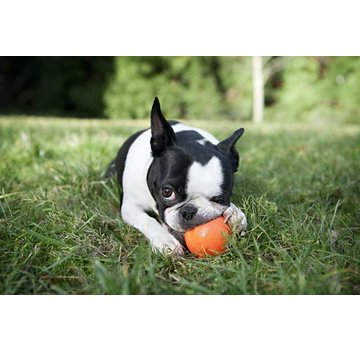 West Paw Dog Toy Zogoflex Jive Orange