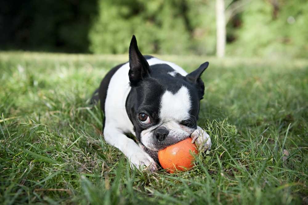 Afbeelding Zogoflex Jive - Large - Orange door Petsonline