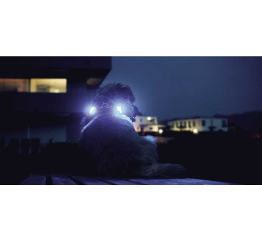 Luumi Dog Safety Light Blue – Set of 2