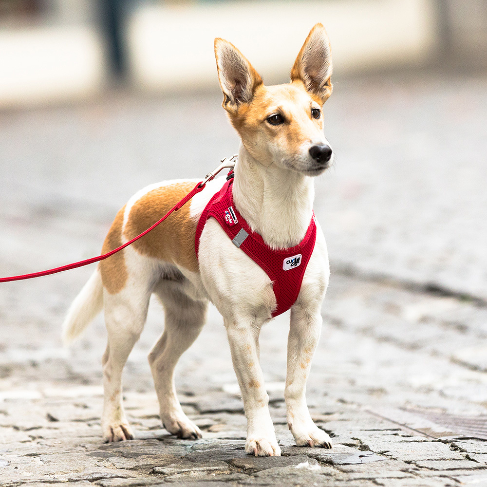 Curli Dog Harness Air Mesh Red - Petsonline