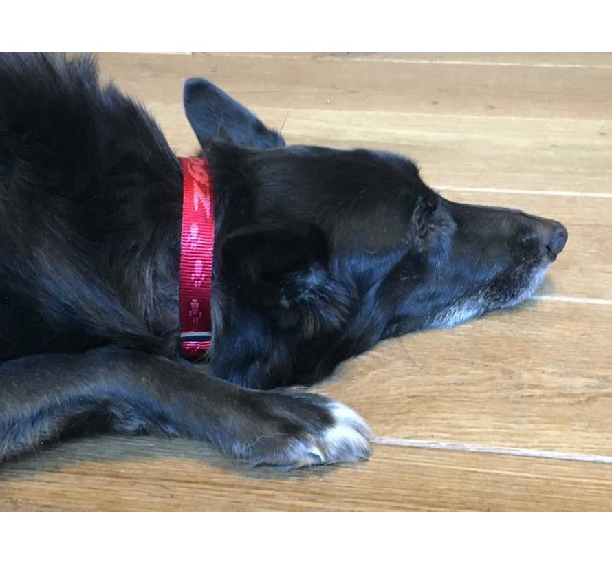 Dog Collar Alpinist Red