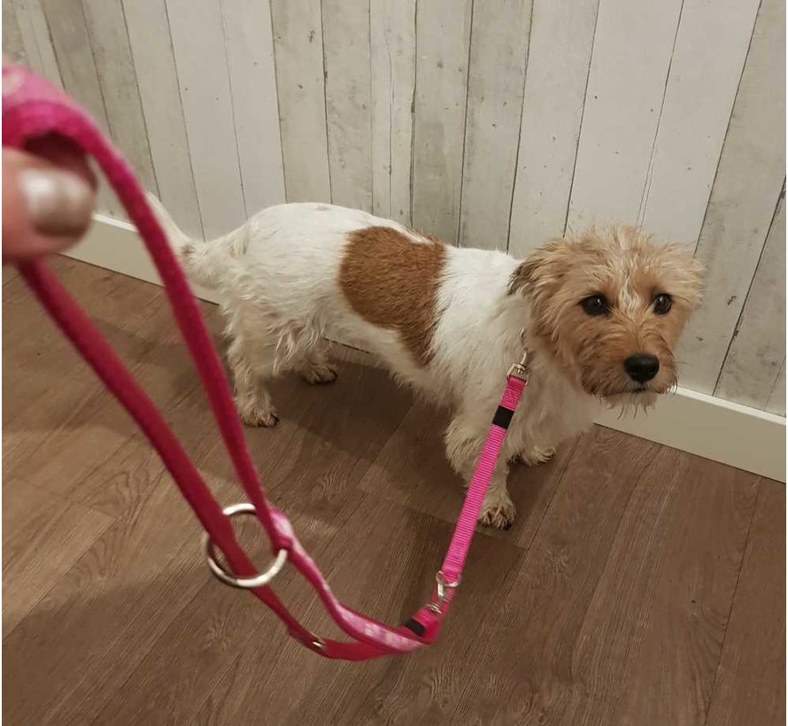 Hondenriem Fancy Dress Multi Purpose Pink Paw