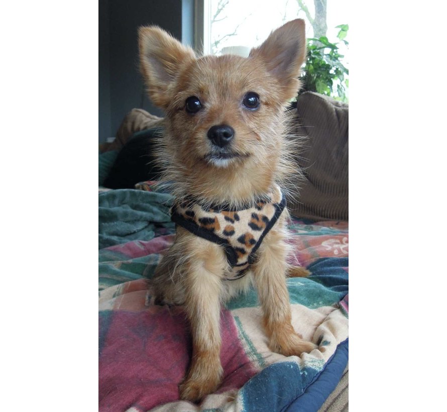 Dog Harness Comfy Harness Leopard brown