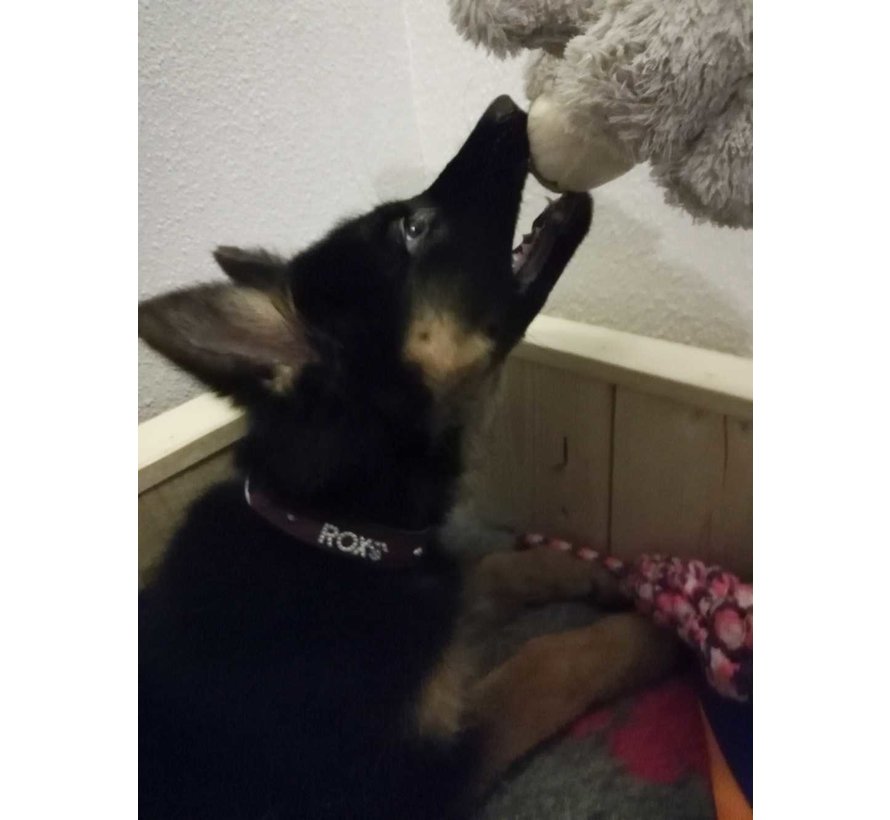 Dog Collar With Name Red (Medium)