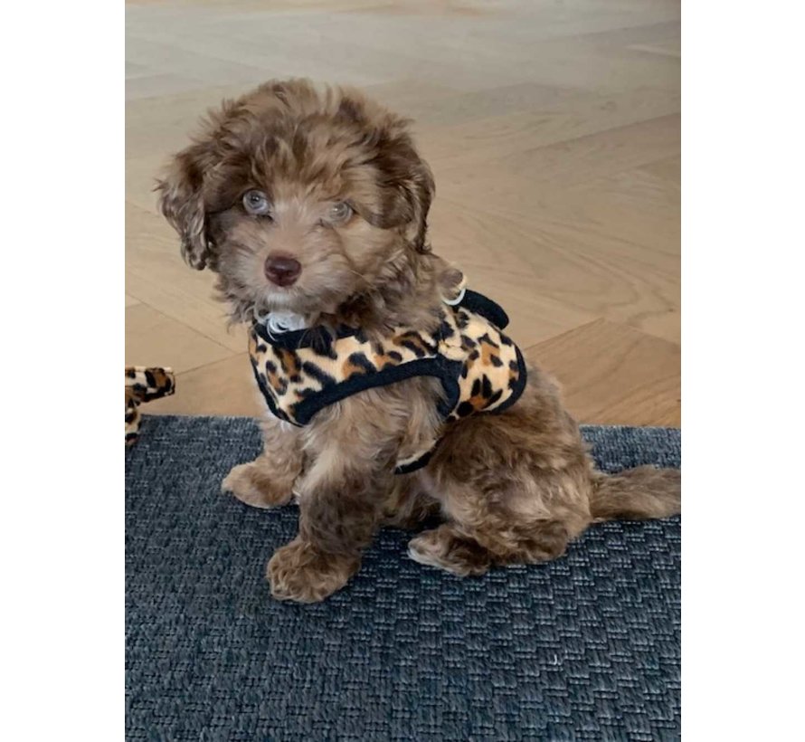 Dog Harness Comfy Harness Leopard brown