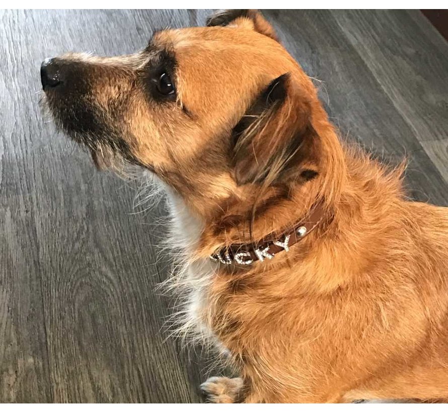 Dog Collar With Name Brown (Medium)
