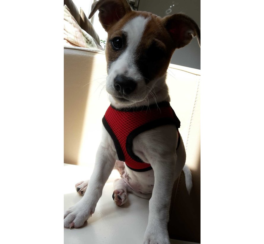 Dog Harness Comfy Harness Mesh Red