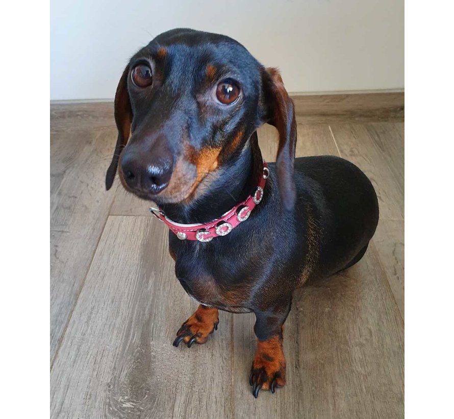 Dog Collar With Name Pink (Medium)