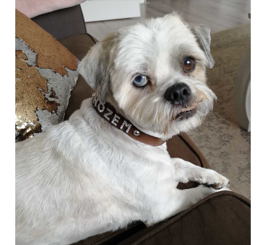 Dog Collar With Name Brown (Medium)