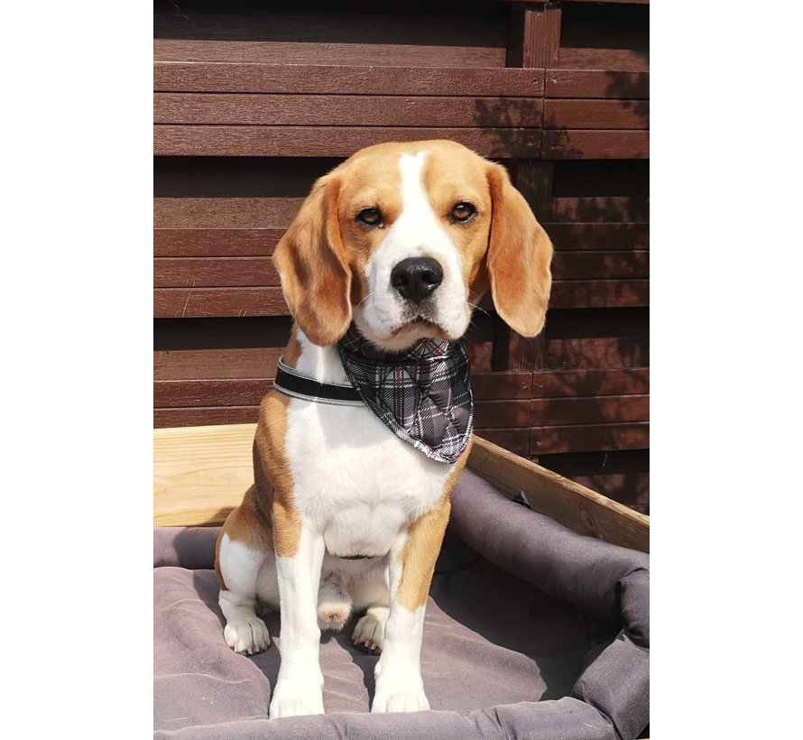 Koelbandana Hond Scottish Grey
