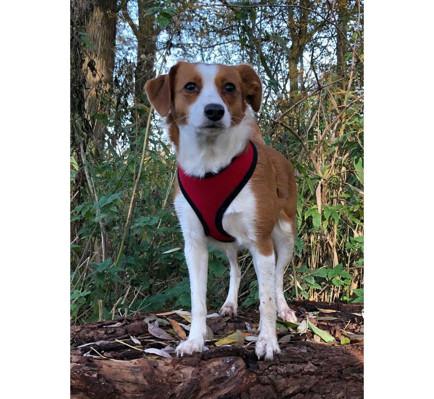 Hondentuig Round Loop Harness Mesh Red