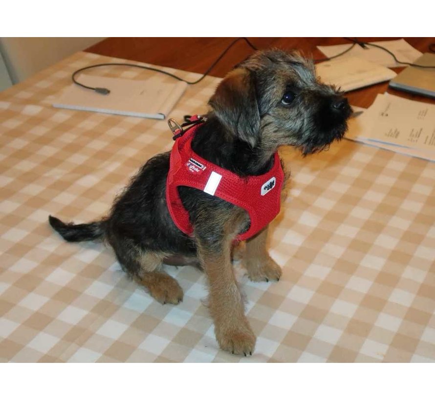 Dog Harness Air-Mesh Harness Red