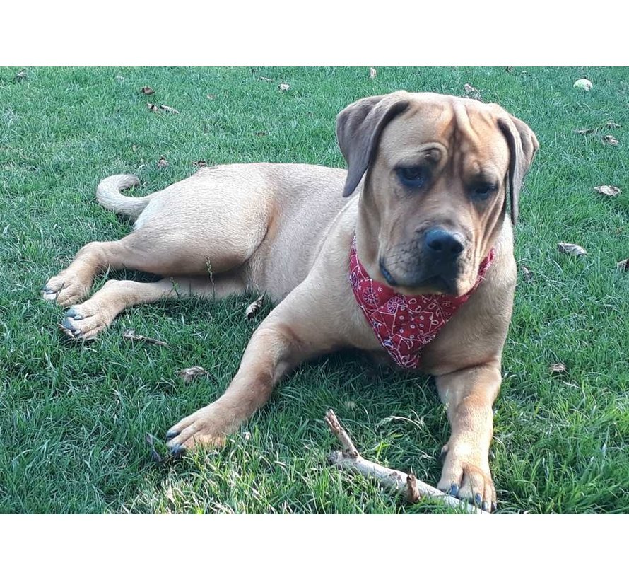 Cooling Pet Bandana Red Western