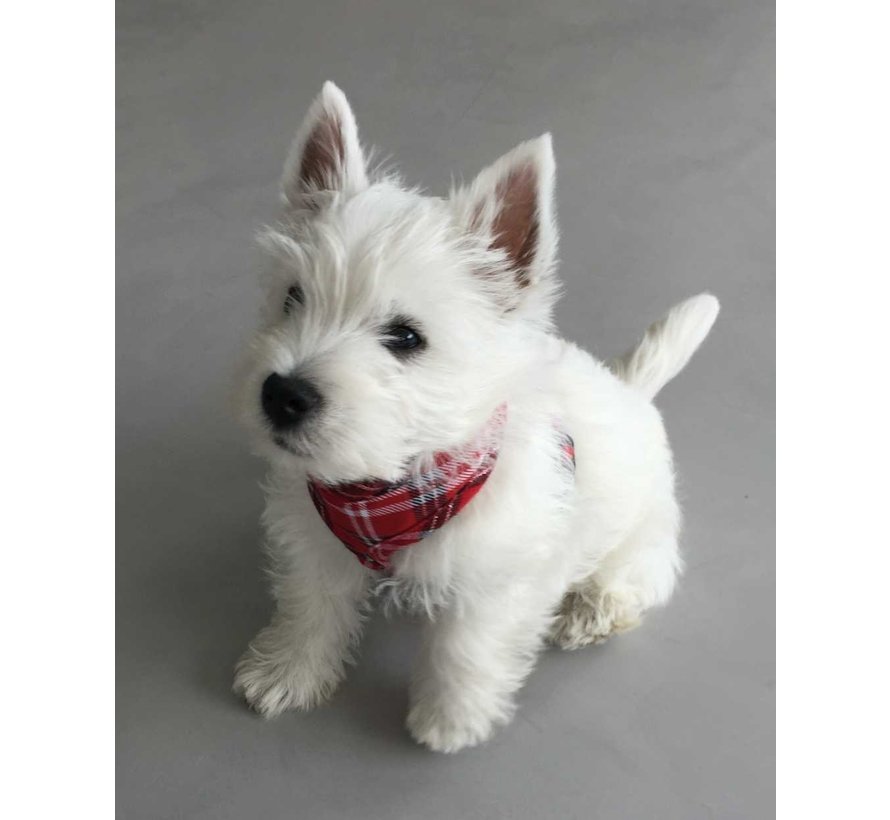 Dog Harness Round Loop Harness Scottish Red