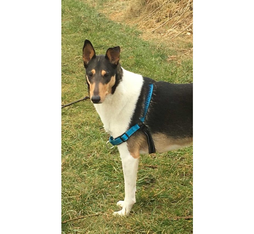 Petsafe AntiPull Dog Harness Easy Walk ® Deluxe