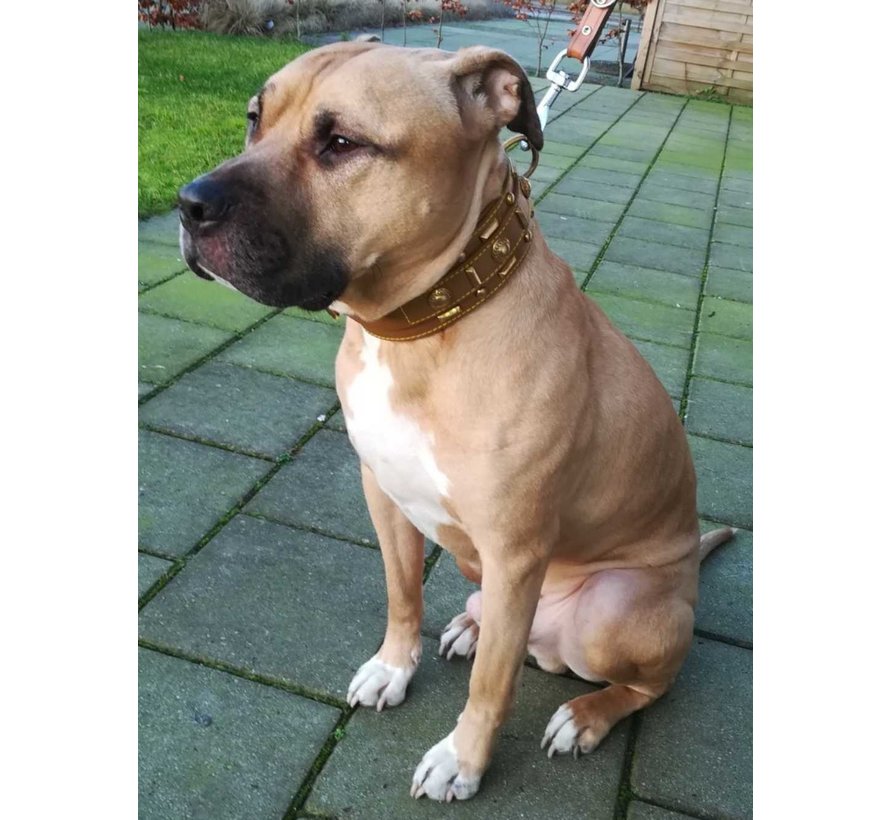 Dog Collar Glorious Tan 60mm