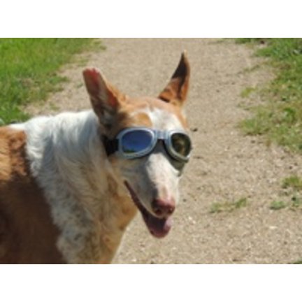 Dog Sunglasses