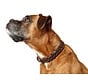 Dog Collar Solid Education Brown